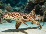 spesies hiu berjalan Hemiscyllium atau walking shark.